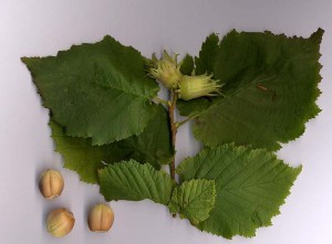 800px-corylus_avellana.jpg