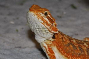 agama-vousata-2010-01.jpg