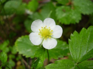 800px-fragaria_vesca.jpg